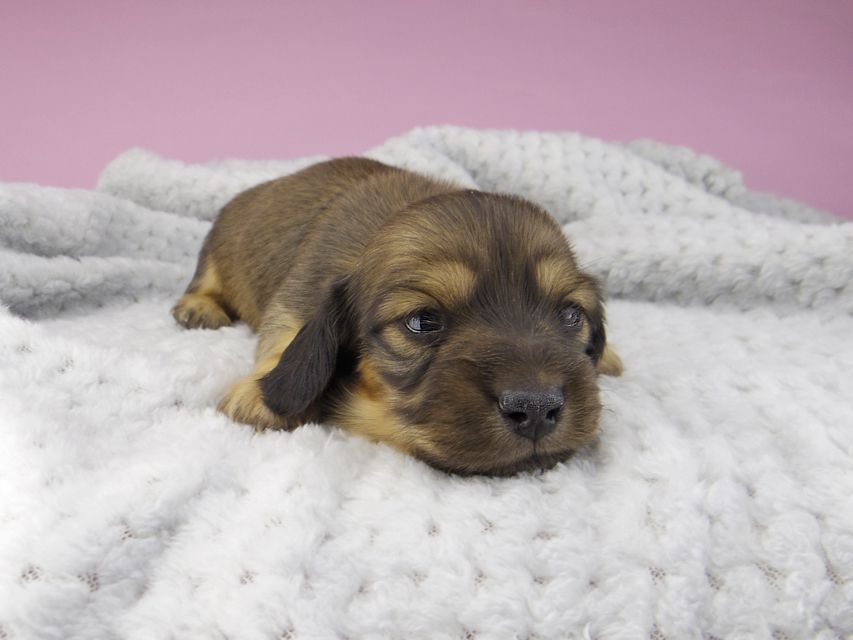 カニンヘンダックスフンド ひな & 竹千代の子犬 イエロー(クリーム) 女の子5413 カニンヘンダックスフンド ひな & 竹千代の子犬 イエロー(クリーム) 女の子