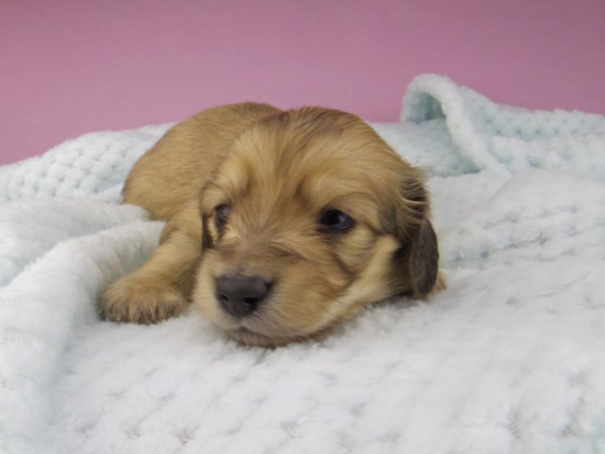 カニンヘンダックスフンド コットン & スカッシュの子犬 イエロー(クリーム) 男の子(2)5433 カニンヘンダックスフンド コットン & スカッシュの子犬 イエロー(クリーム) 男の子(2)