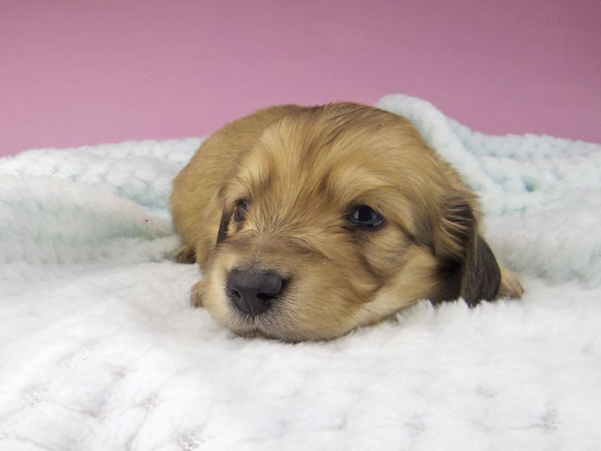 カニンヘンダックスフンド コットン & スカッシュの子犬 イエロー(クリーム) 男の子(2)5438 カニンヘンダックスフンド コットン & スカッシュの子犬 イエロー(クリーム) 男の子(2)