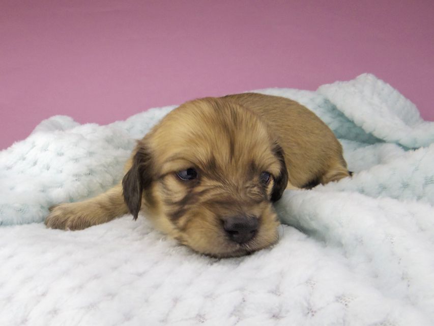 カニンヘンダックスフンド コットン & スカッシュの子犬 イエロー(クリーム) 男の子(3)5454 カニンヘンダックスフンド コットン & スカッシュの子犬 イエロー(クリーム) 男の子(3)