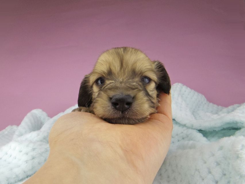 カニンヘンダックスフンド コットン & スカッシュの子犬 イエロー(クリーム) 男の子(3)5456 カニンヘンダックスフンド コットン & スカッシュの子犬 イエロー(クリーム) 男の子(3)