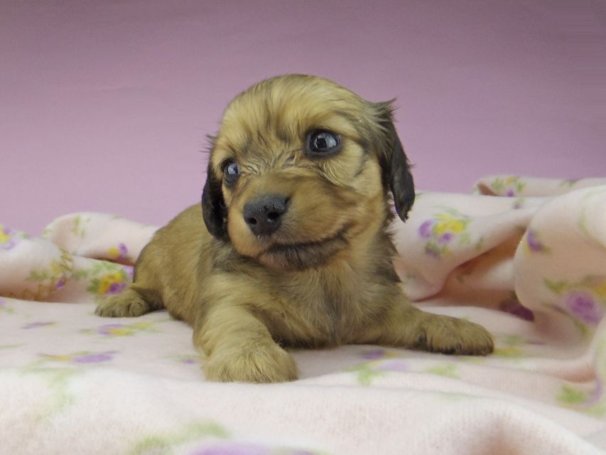 カニンヘン ダックスフンド メロディ & ジムダンディの子犬 イエロー 女の子