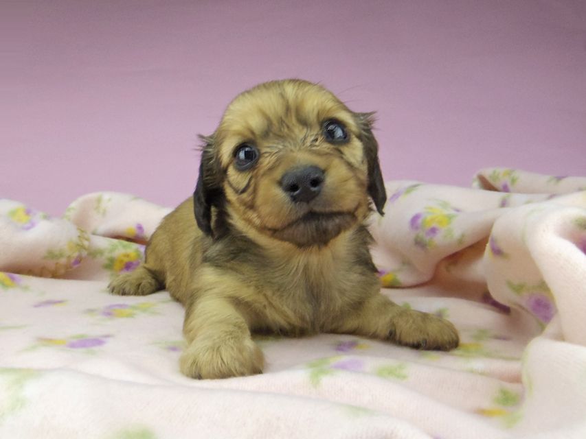 カニンヘン ダックスフンド メロディ & ジムダンディの子犬 イエロー 女の子