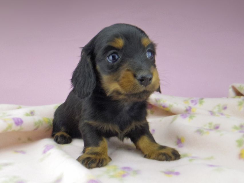ミニチュア ダックスフンド アイビー & フレディの子犬 ブラタン 男の子5479 ミニチュア ダックスフンド アイビー & フレディの子犬 ブラタン 男の子