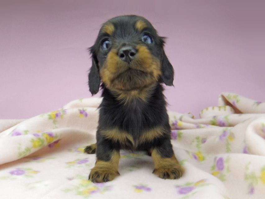 ミニチュア ダックスフンド アイビー & フレディの子犬 ブラタン 女の子（2）