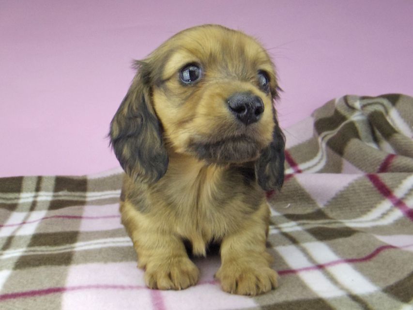 ミニチュア ダックスフンド SAKURA & ジムダンデイの子犬 レッド 男の子5508 ミニチュア ダックスフンド SAKURA & ジムダンデイの子犬 レッド 男の子