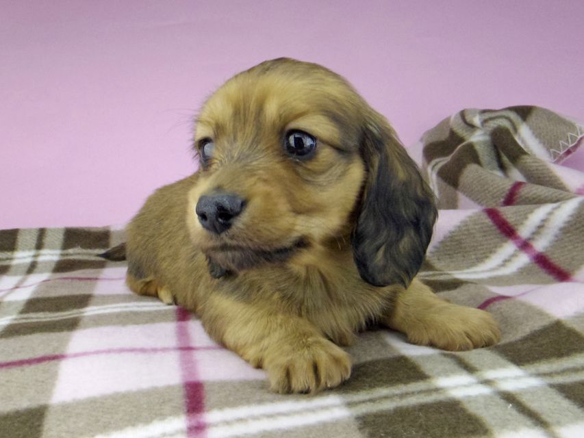 ミニチュア ダックスフンド SAKURA & ジムダンデイの子犬 レッド 男の子5511 ミニチュア ダックスフンド SAKURA & ジムダンデイの子犬 レッド 男の子