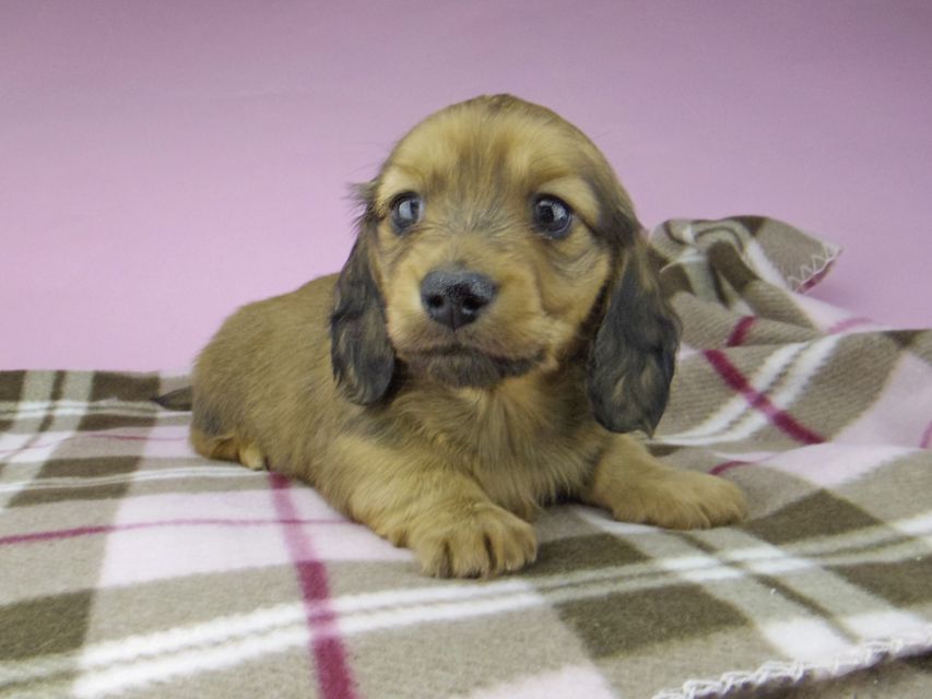 ミニチュア ダックスフンド SAKURA & ジムダンデイの子犬 レッド 男の子5512 ミニチュア ダックスフンド SAKURA & ジムダンデイの子犬 レッド 男の子