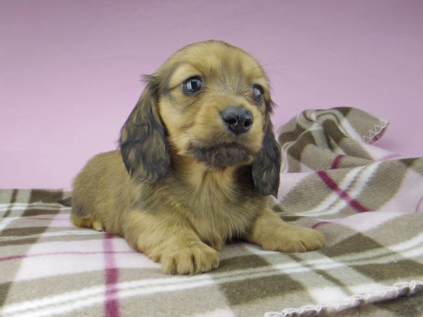 ミニチュア ダックスフンド SAKURA & ジムダンデイの子犬 レッド 男の子5513 ミニチュア ダックスフンド SAKURA & ジムダンデイの子犬 レッド 男の子