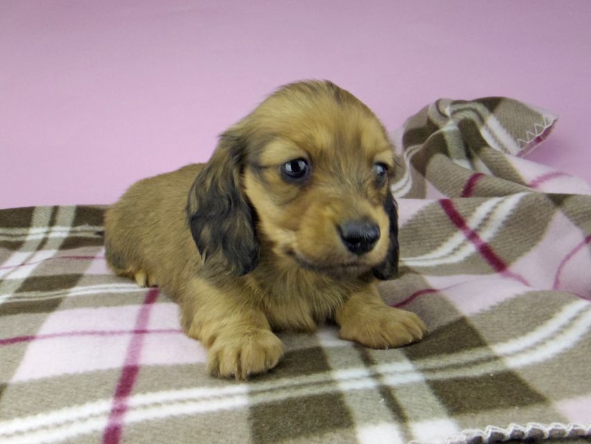 ミニチュア ダックスフンド SAKURA & ジムダンデイの子犬 レッド 男の子5517 ミニチュア ダックスフンド SAKURA & ジムダンデイの子犬 レッド 男の子