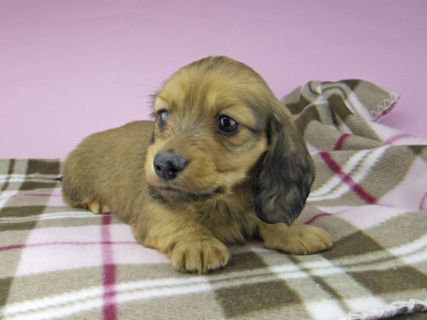 ミニチュア ダックスフンド SAKURA & ジムダンデイの子犬 レッド 男の子5519 ミニチュア ダックスフンド SAKURA & ジムダンデイの子犬 レッド 男の子