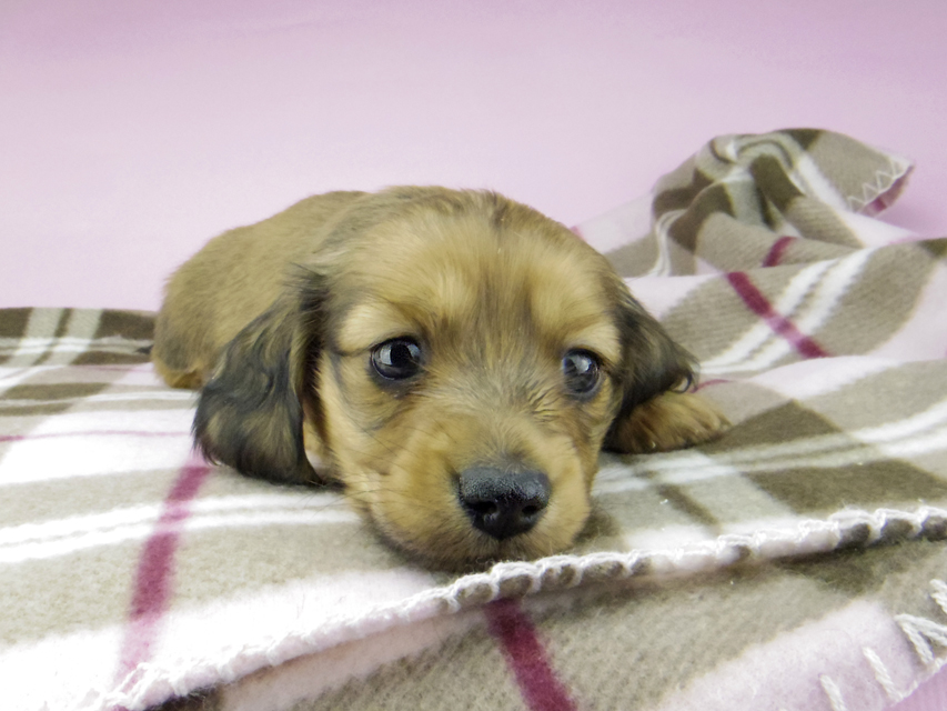 ミニチュア ダックスフンド SAKURA & ジムダンデイの子犬 レッド 男の子5520 ミニチュア ダックスフンド SAKURA & ジムダンデイの子犬 レッド 男の子