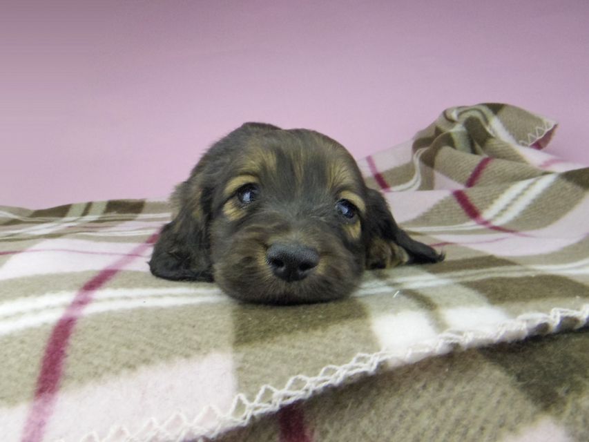 ミニチュアダックスフンド ロングヘアード ララ & 竹千代の子犬 イエロー（クリーム） 男の子（3）