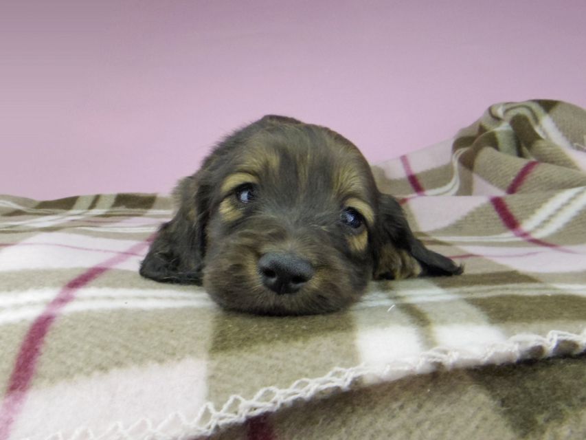 ミニチュアダックスフンド ロングヘアード ララ & 竹千代の子犬 イエロー（クリーム） 男の子（3）