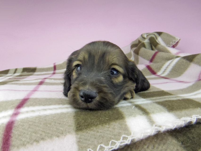 ミニチュアダックスフンド ロングヘアード ララ & 竹千代の子犬 イエロー（クリーム） 男の子（3）