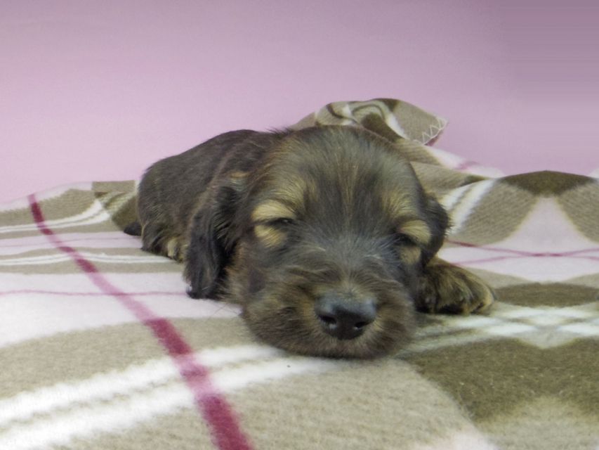 ミニチュアダックスフンド ロングヘアード ララ & 竹千代の子犬 イエロー（クリーム） 男の子（3）