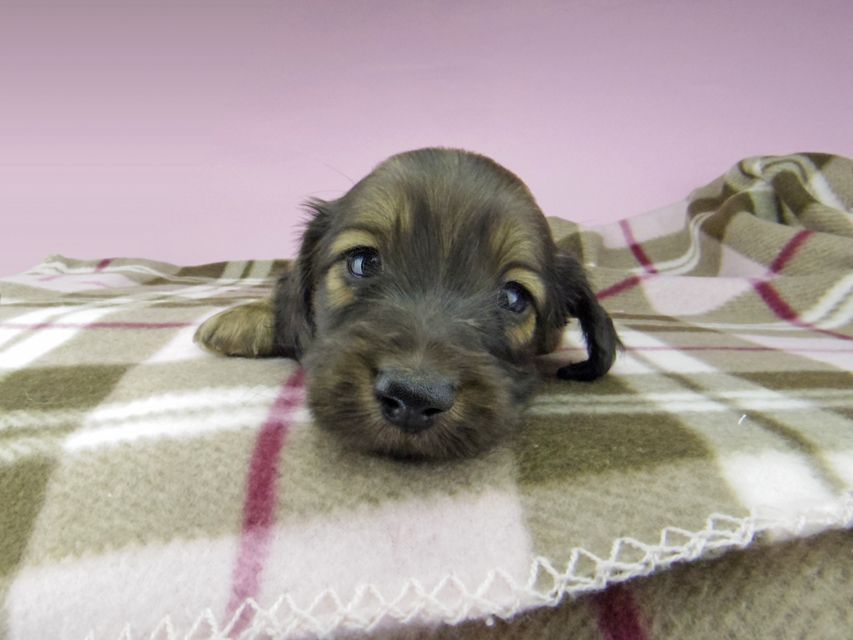 ミニチュアダックスフンド ロングヘアード ララ & 竹千代の子犬 イエロー（クリーム） 男の子（3）