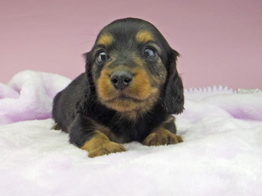 カニンヘン ダックスフンド ソフィア & ジムダンディの子犬 ブラックタン 男の子（1）