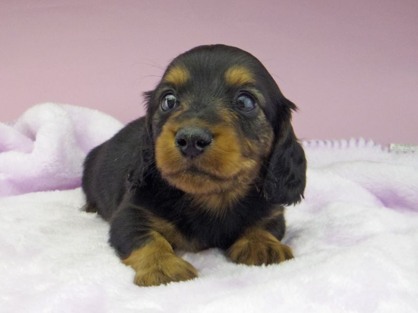カニンヘン ダックスフンド ソフィア & ジムダンディの子犬 ブラックタン 男の子（1）