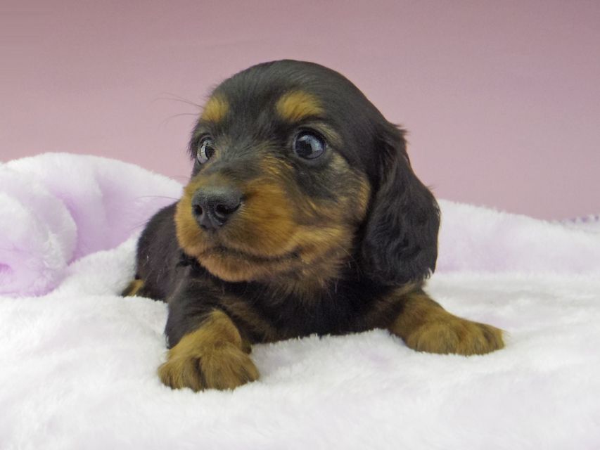 カニンヘン ダックスフンド ソフィア & ジムダンディの子犬 ブラックタン 男の子（1）