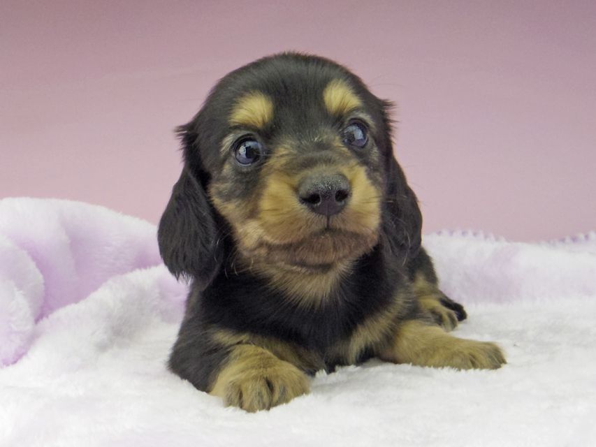 カニンヘン ダックスフンド ブラックイエロー（ブラッククリーム） 男の子