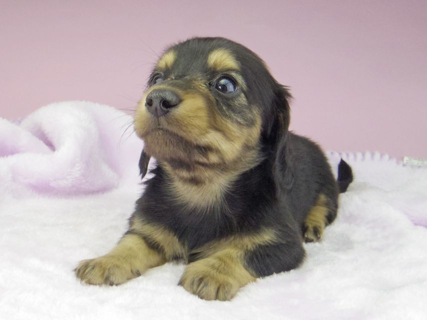 カニンヘン ダックスフンド ブラックイエロー（ブラッククリーム） 男の子