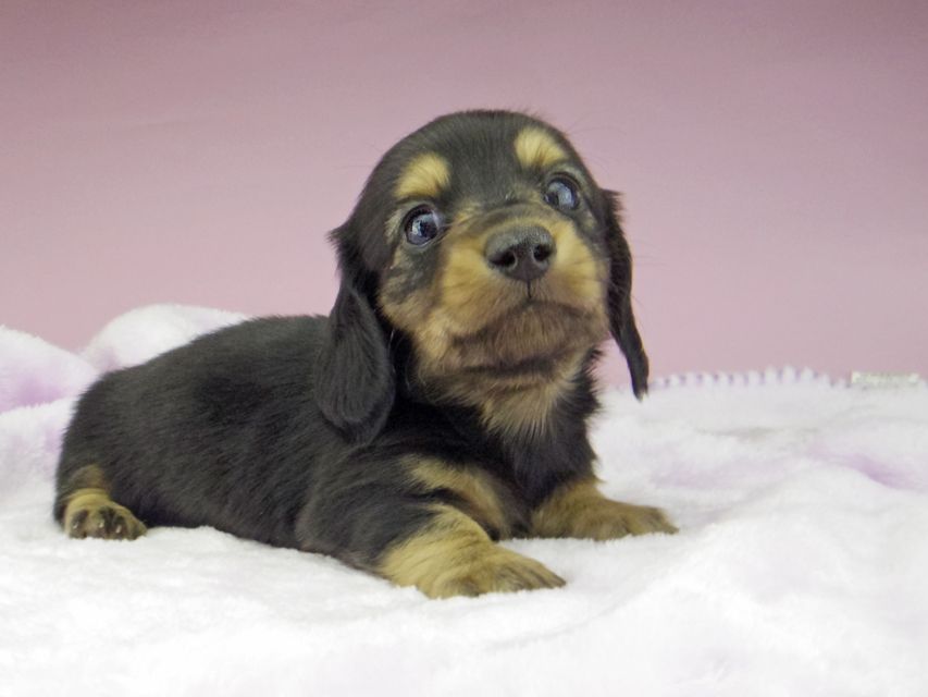 カニンヘン ダックスフンド ブラックイエロー（ブラッククリーム） 男の子