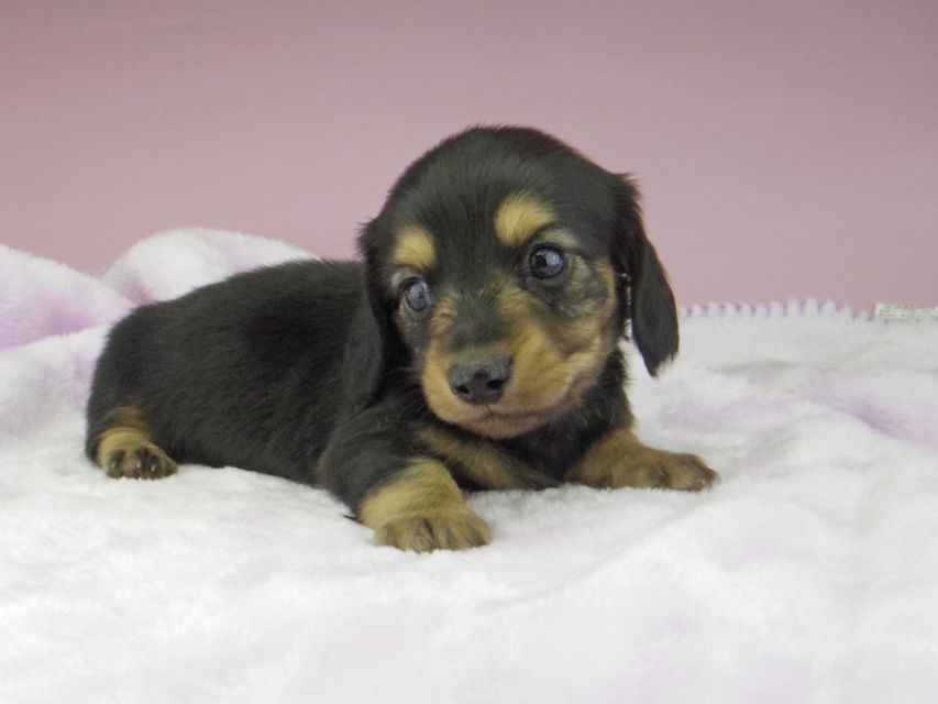 カニンヘン ダックスフンド ブラックイエロー（ブラッククリーム） 男の子