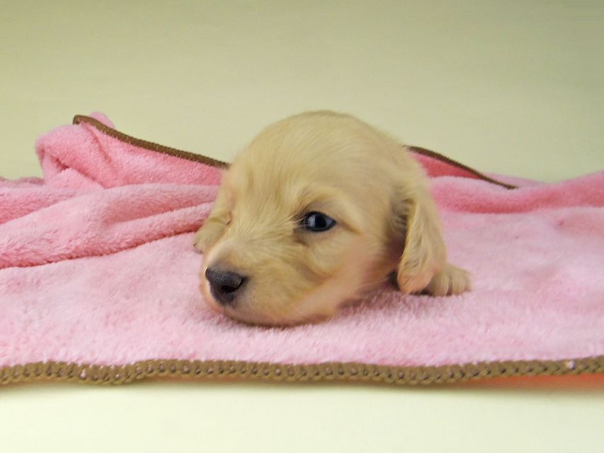 カニンヘン ダックスフンド コリン & スカッシュの子犬 イエロー 男の子