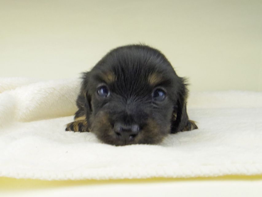 カニンヘン ダックスフンド 小町hp & ブルースの子犬 ブラタン 女の子