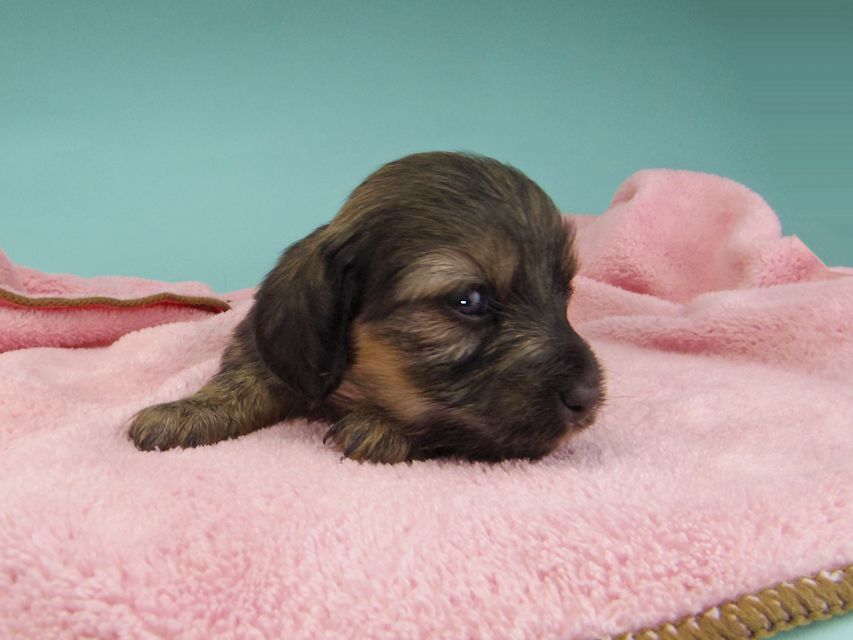 カニンヘン ダックスフンド シール & ブルースの子犬 イエロー（クリーム） 女の子