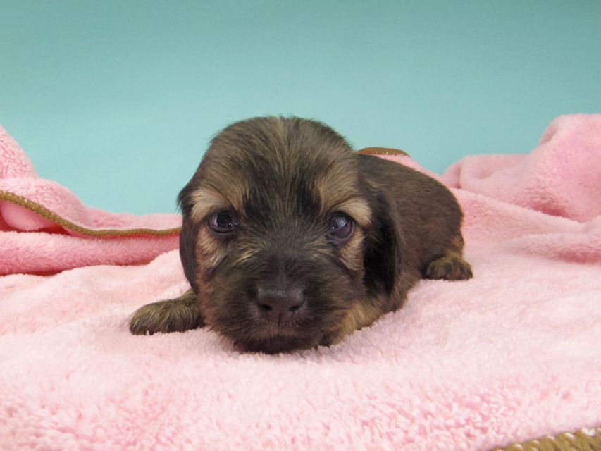 カニンヘン ダックスフンド シール & ブルースの子犬 イエロー（クリーム） 女の子