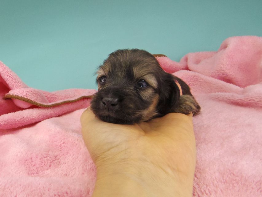 カニンヘン ダックスフンド シール & ブルースの子犬 イエロー（クリーム） 女の子