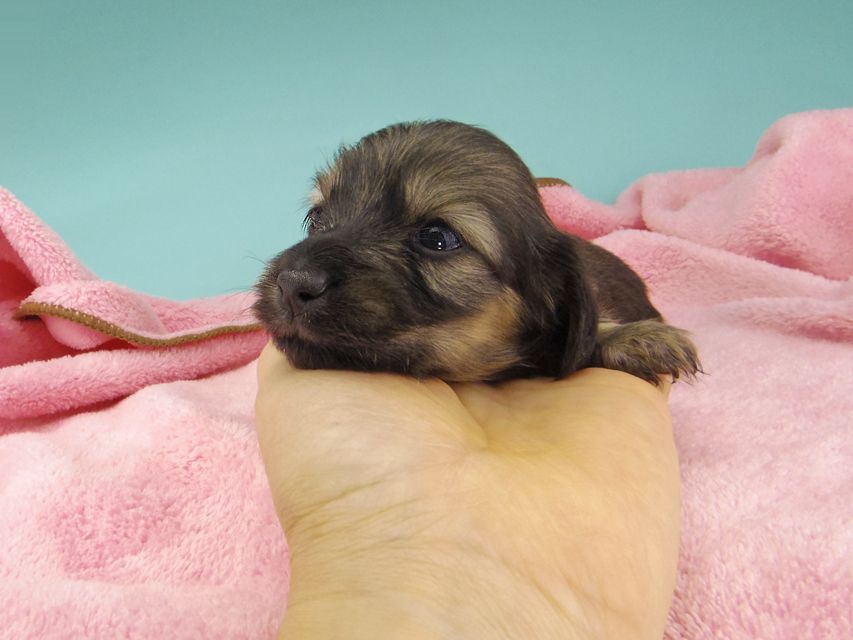 カニンヘン ダックスフンド シール & ブルースの子犬 イエロー（クリーム） 女の子
