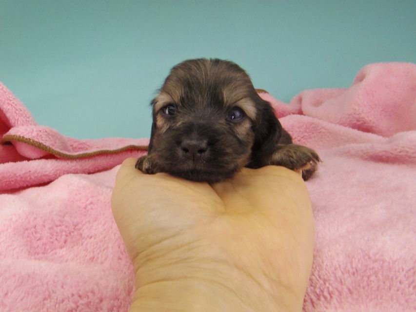 カニンヘン ダックスフンド シール & ブルースの子犬 イエロー（クリーム） 女の子