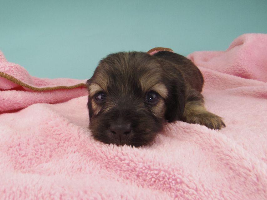 カニンヘン ダックスフンド シール & ブルースの子犬 イエロー（クリーム） 女の子