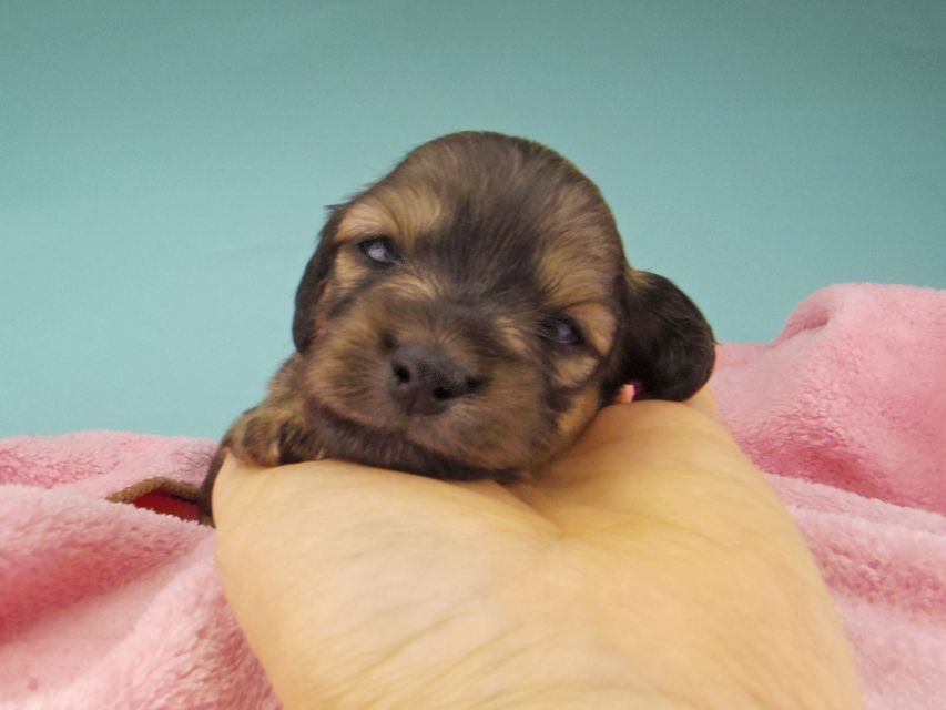 カニンヘン ダックスフンド シール & ブルースの子犬 イエロー（クリーム） 女の子（2）