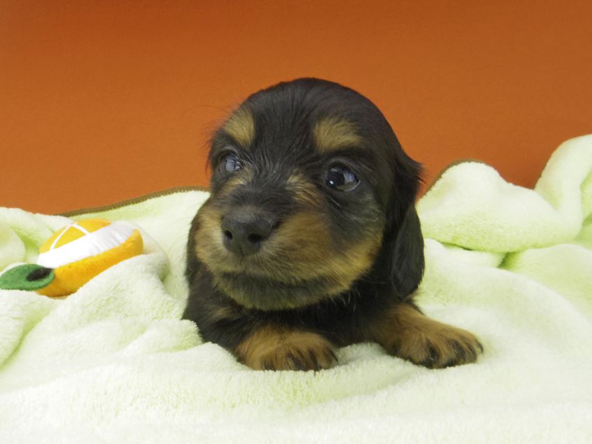 カニンヘン ダックスフンド シール & ブルースの子犬 ブラックタン 男の子