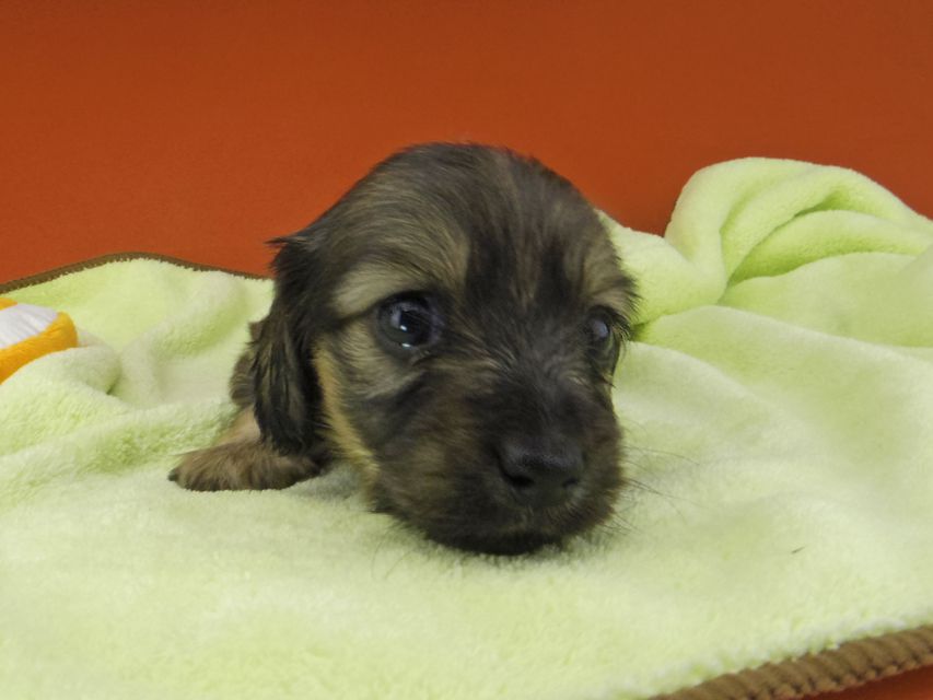 カニンヘン ダックスフンド シール & ブルースの子犬 イエロー（クリーム） 女の子（1）