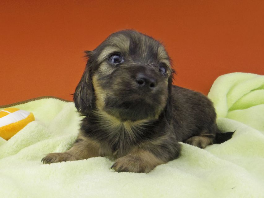 カニンヘン ダックスフンド シール & ブルースの子犬 イエロー（クリーム） 女の子（1）