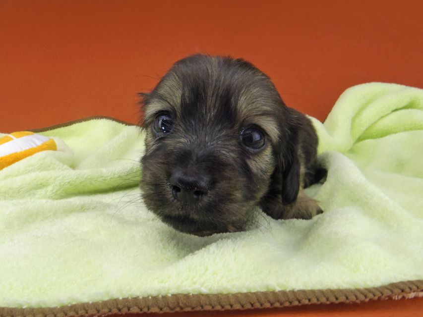 カニンヘン ダックスフンド シール & ブルースの子犬 イエロー（クリーム） 女の子（1）