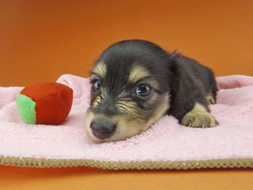 カニンヘン ダックスフンド コリン & スカッシュの子犬 ブラックイエロー（ブラッククリーム） 女の子