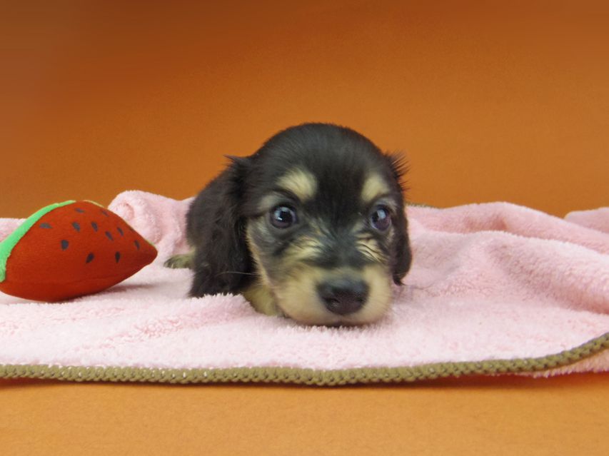 カニンヘン ダックスフンド コリン & スカッシュの子犬 ブラックイエロー（ブラッククリーム） 女の子