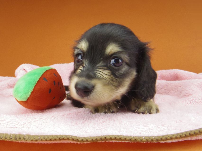 カニンヘン ダックスフンド コリン & スカッシュの子犬 ブラックイエロー（ブラッククリーム） 女の子