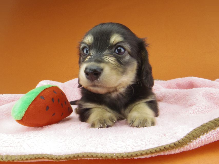 カニンヘン ダックスフンド コリン & スカッシュの子犬 ブラックイエロー（ブラッククリーム） 女の子
