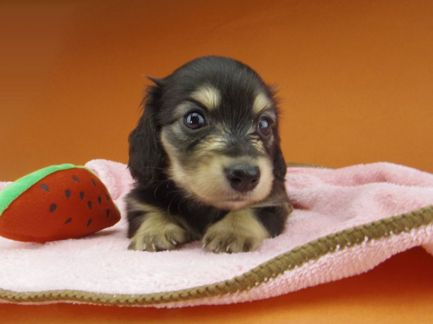 カニンヘン ダックスフンド コリン & スカッシュの子犬 ブラックイエロー（ブラッククリーム） 女の子