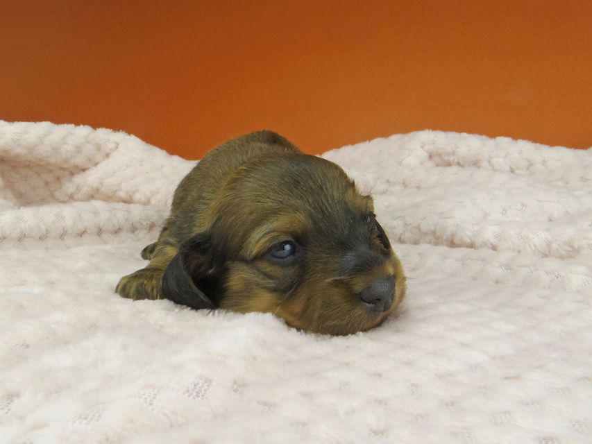カニンヘン ダックスフンド トマトkk & 竹千代の子犬 レッド 女の子