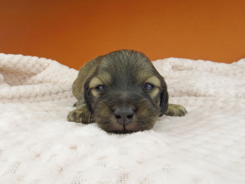 カニンヘン ダックスフンド トマトkk & 竹千代の子犬 イエロー（クリーム） 男の子