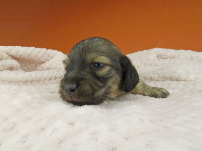 カニンヘン ダックスフンド トマトkk & 竹千代の子犬 イエロー（クリーム） 男の子