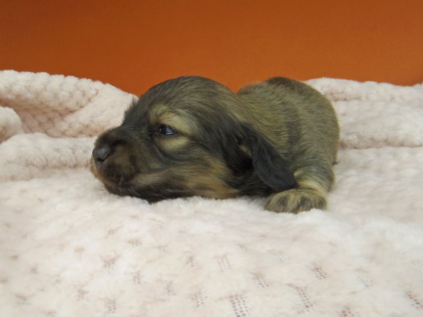 カニンヘン ダックスフンド トマトkk & 竹千代の子犬 イエロー（クリーム） 男の子